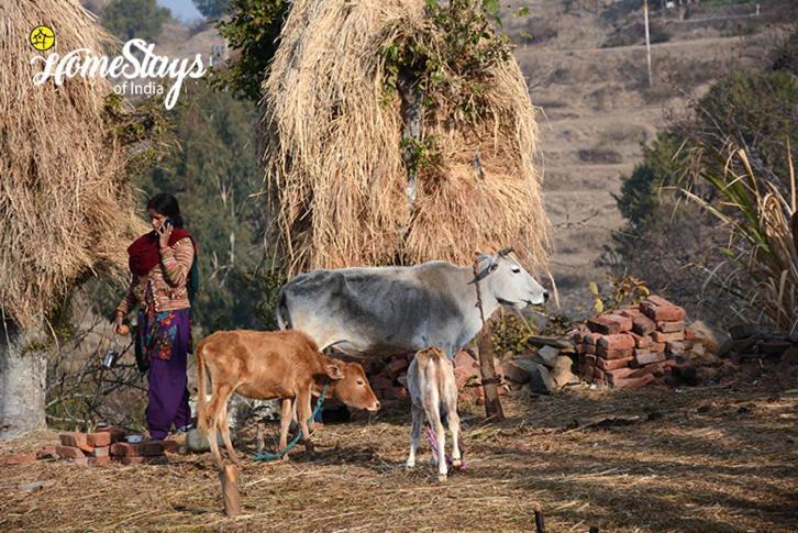 Dwarahat Village Homestay- Pahadi Ghar Bagian luar foto